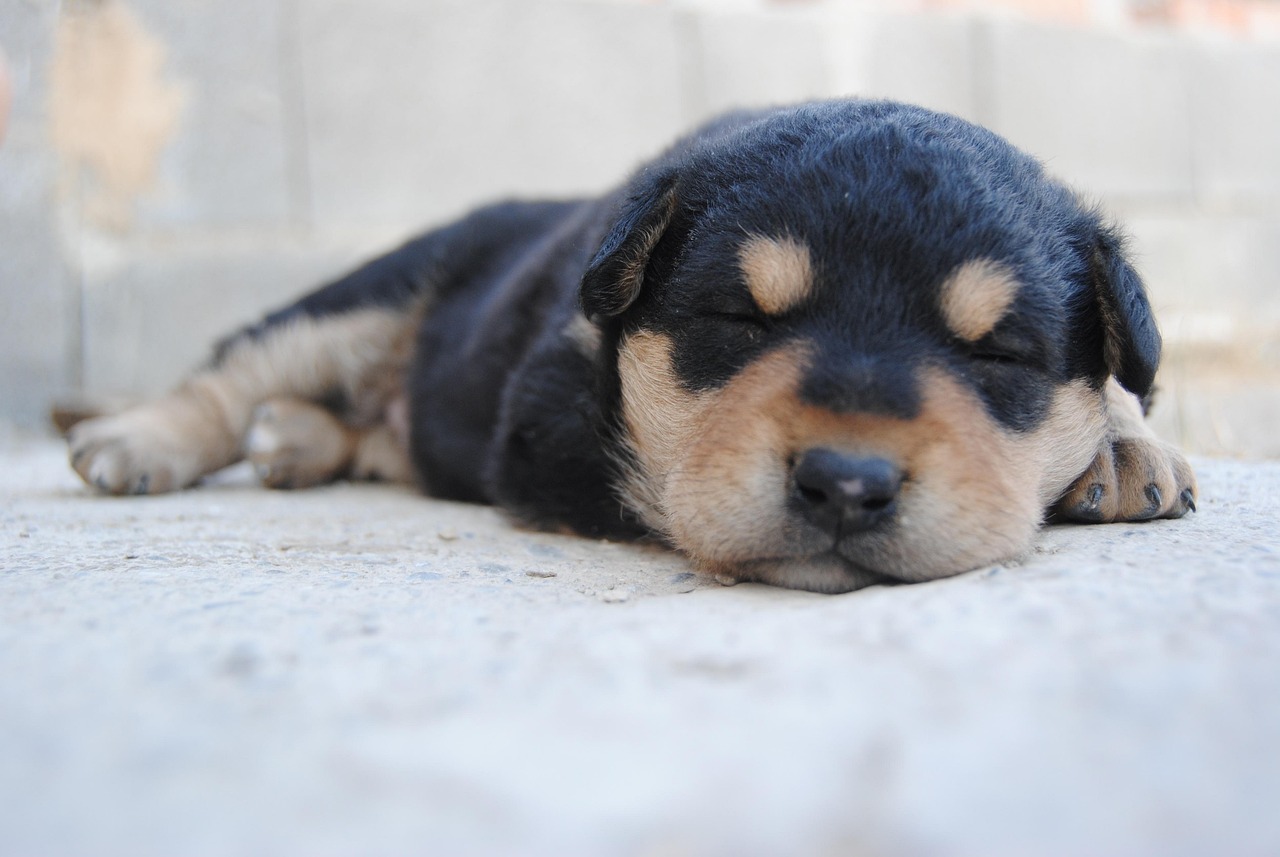 A puppy sleeps on a soft bed.